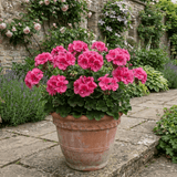 1 Geranium Calliope Deep Rose, Premium Large Flowering Summer Bedding Plant, 5L Root-Ball - Frankton's