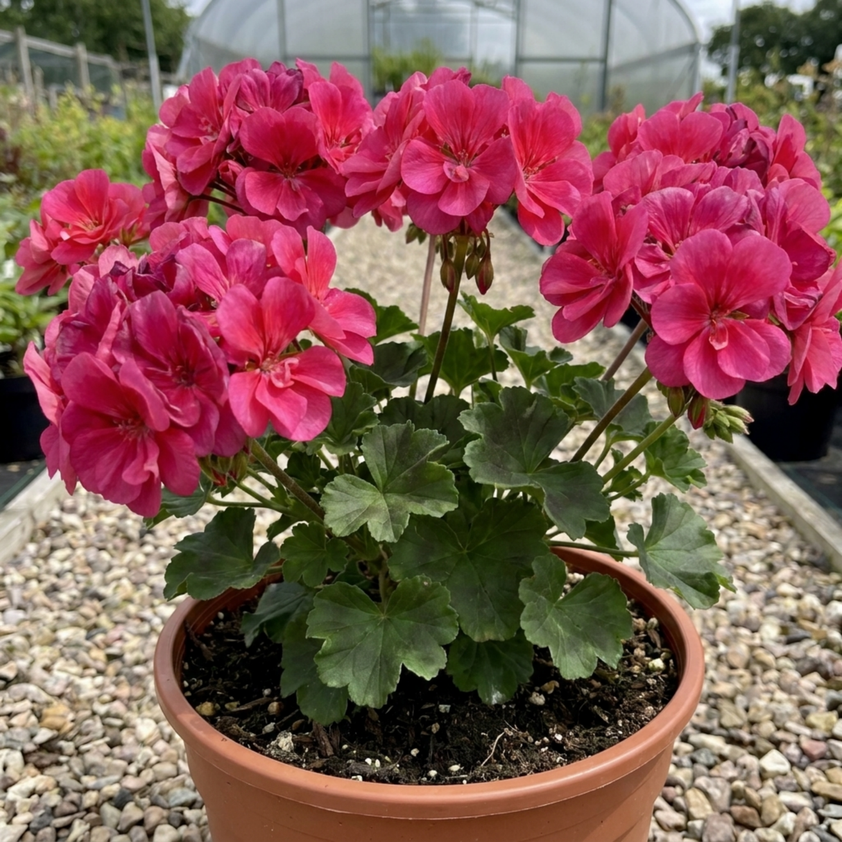 1 Geranium Calliope Deep Rose, Premium Large Flowering Summer Bedding Plant, 5L Root-Ball - Frankton's