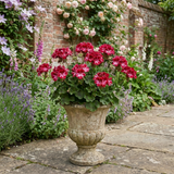 1 Geranium Calliope M Red Splash, Hardy Outdoor Summer Flowering Patio Plant, 5 Litre Root-Ball - Frankton's