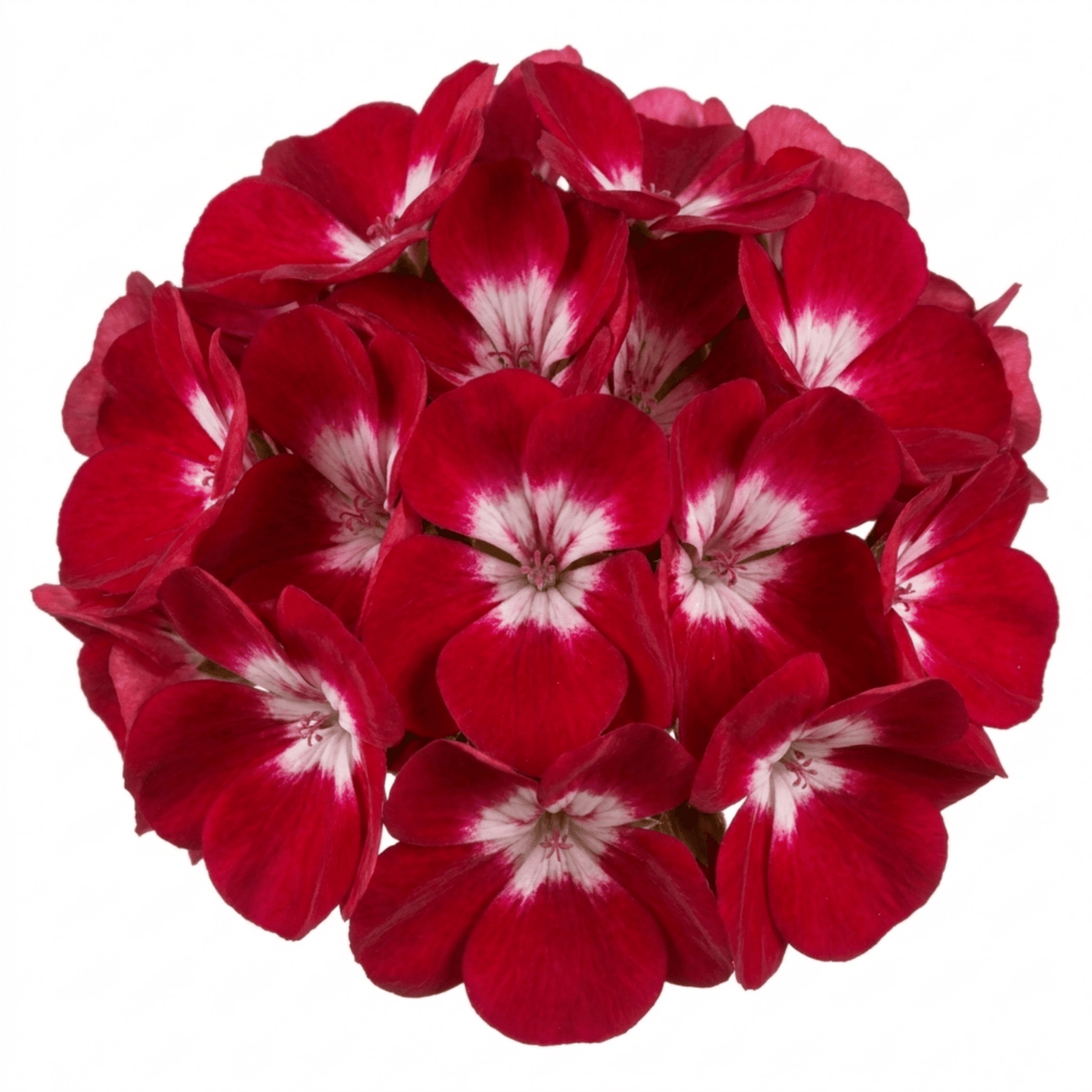 1 Geranium Calliope M Red Splash, Hardy Outdoor Summer Flowering Patio Plant, 5 Litre Root-Ball - Frankton's