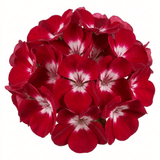 1 Geranium Calliope M Red Splash, Hardy Outdoor Summer Flowering Patio Plant, 5 Litre Root-Ball - Frankton's