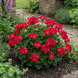 1 Geranium Calliope M Red Splash, Hardy Outdoor Summer Flowering Patio Plant, 5 Litre Root-Ball - Frankton's