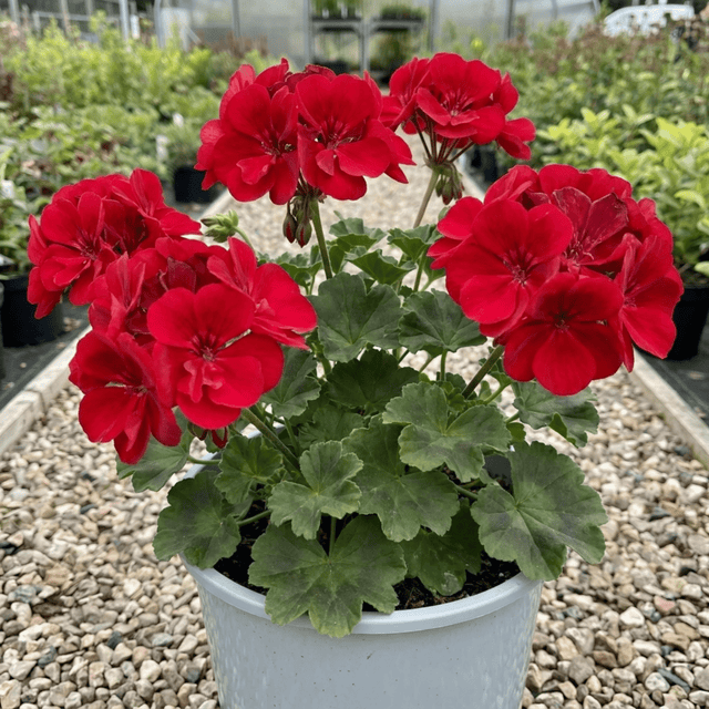 1 Geranium Calliope M Scarlet Red Plant, Large Flowering Summer Garden Ready, 5 Litre Root-Ball - Frankton's