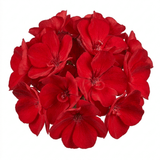 1 Geranium Calliope M Scarlet Red Plant, Large Flowering Summer Garden Ready, 5 Litre Root-Ball - Frankton's