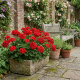 1 Geranium Calliope M Scarlet Red Plant, Large Flowering Summer Garden Ready, 5 Litre Root-Ball - Frankton's