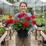 1 Geranium Calliope M Scarlet Red Plant, Large Flowering Summer Garden Ready, 5 Litre Root-Ball - Frankton's