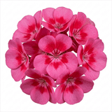 1 Geranium Calliope Rose Splash Plant, Premium Summer Bedding, Garden Ready, 5 Litre Root Ball - Frankton's