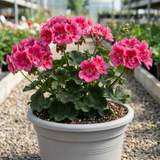 1 Geranium Calliope Rose Splash Plant, Premium Summer Bedding, Garden Ready, 5 Litre Root Ball - Frankton's
