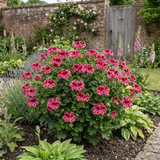 1 Geranium Calliope Rose Splash Plant, Premium Summer Bedding, Garden Ready, 5 Litre Root Ball - Frankton's