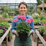 1 Geranium Calliope Rose Splash Plant, Premium Summer Bedding, Garden Ready, 5 Litre Root Ball - Frankton's