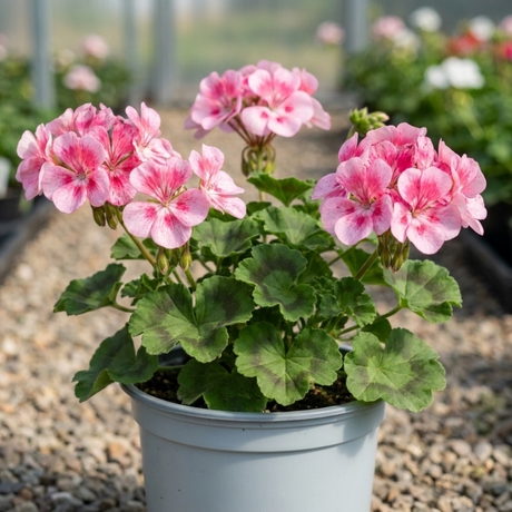 1 Geranium Pretty Little Pink Splash, Summer Flowering Plant, Outdoor Garden Ready, 5 Litre Root-Ball - Frankton's