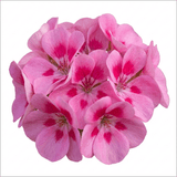 1 Geranium Pretty Little Pink Splash, Summer Flowering Plant, Outdoor Garden Ready, 5 Litre Root-Ball - Frankton's