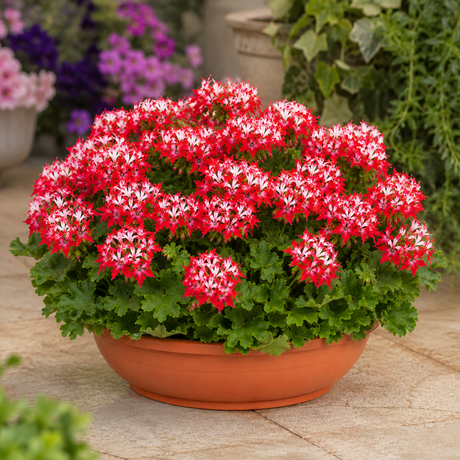 1 Geranium Summer Twist Red White, Hardy Outdoor Garden Ready Flowering Plant, 21cm Root-Ball - Frankton's