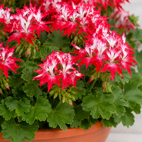 1 Geranium Summer Twist Red White, Hardy Outdoor Garden Ready Flowering Plant, 21cm Root-Ball - Frankton's