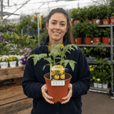 1 Golden Sunrise Tomato Plant, Live Heirloom Yellow Tomato, Outdoor Garden Ready, 2 Litre Root Ball - Frankton's