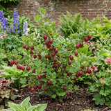 1 Gooseberry Hinnonmaki Red Bush, Self Pollinating Hardy Fruit Plant, Garden Ready, 2Ltr Root Ball - Frankton's