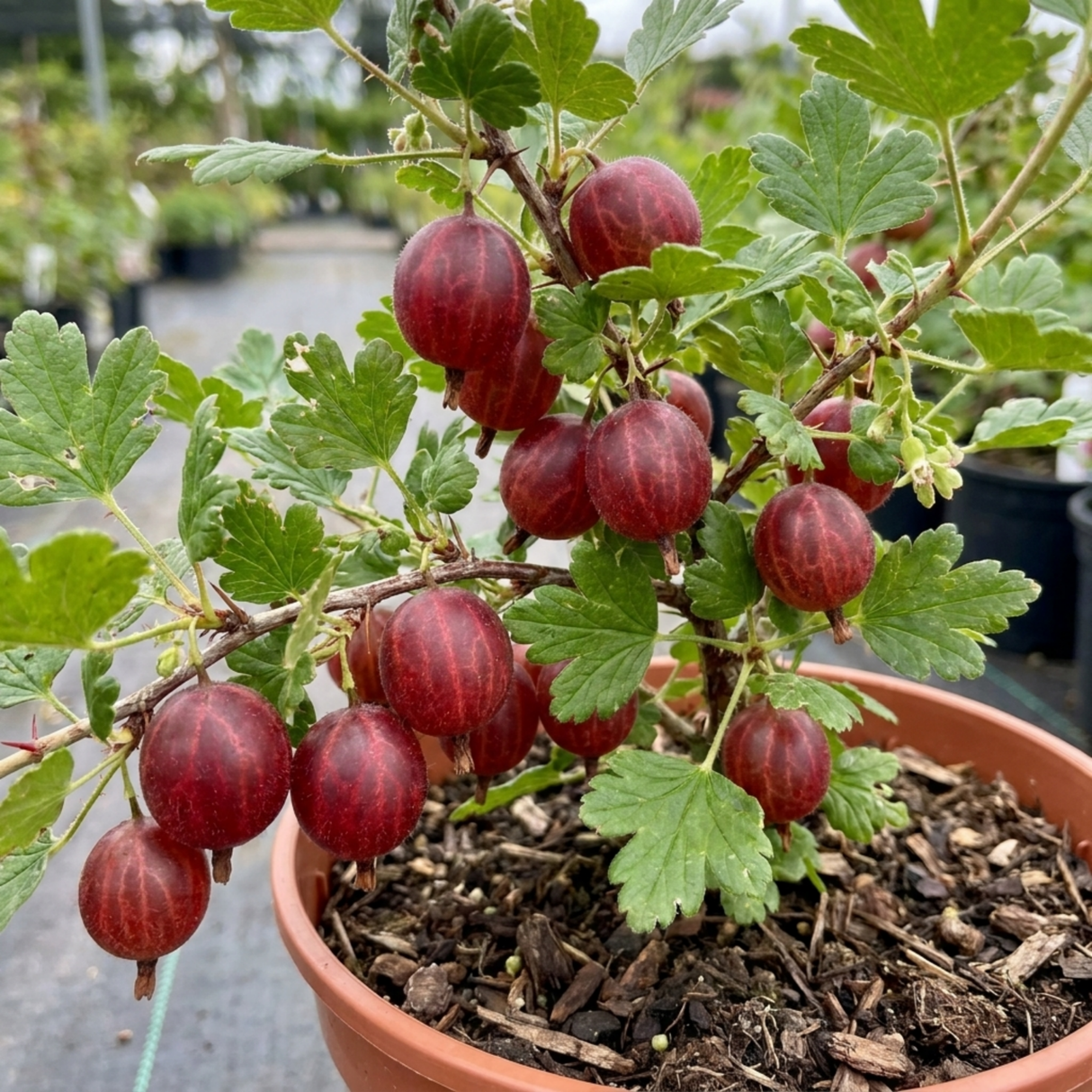 1 Gooseberry Hinnonmaki Red Bush, Self Pollinating Hardy Fruit Plant, Garden Ready, 2Ltr Root Ball - Frankton's