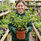 1 Gooseberry Invicta Bush, Hardy Self Fertile Fruit Plant, Easy Grow Disease Resistant, 2 Litre Root Ball - Frankton's