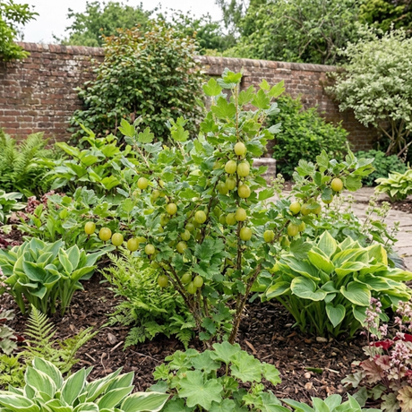 1 Gooseberry Invicta Bush, Hardy Self Fertile Fruit Plant, Easy Grow Disease Resistant, 2 Litre Root Ball - Frankton's