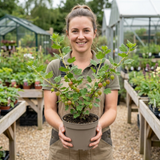 1 Gooseberry Kamieniar Plant, Hardy Edible Fruit Bush, Outdoor Garden Ready, 17cm Root Ball - Frankton's