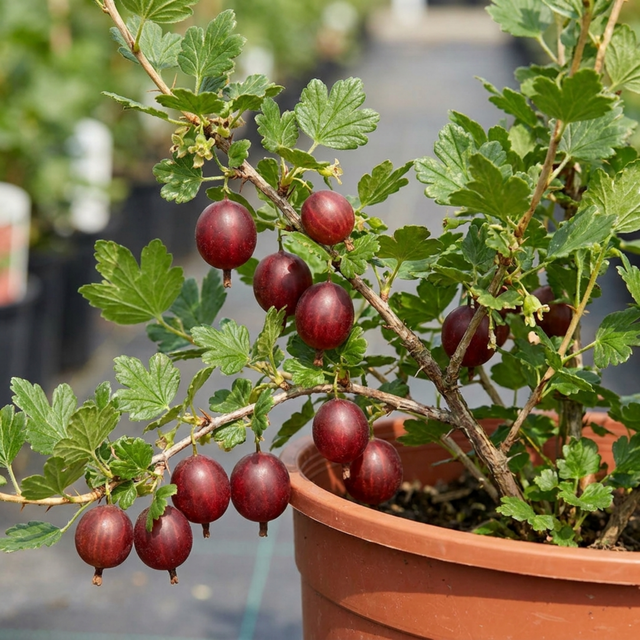 1 Gooseberry Kamieniar Plant, Hardy Edible Fruit Bush, Outdoor Garden Ready, 17cm Root Ball - Frankton's