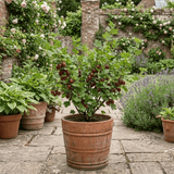 1 Gooseberry Kamieniar Plant, Hardy Edible Fruit Bush, Outdoor Garden Ready, 17cm Root Ball - Frankton's
