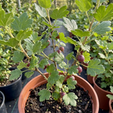 1 Gooseberry Murcurines Plant, Self Fertile Hardy Fruit Bush for Garden, 17cm Root-Ball - Frankton's