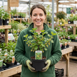 1 Gooseberry Murcurines Plant, Self Fertile Hardy Fruit Bush for Garden, 17cm Root-Ball - Frankton's