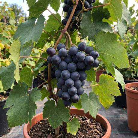 1 Grape Vine Plant Vitis Black Hambourg, Hardy Outdoor Garden Ready, 3 Litre Root Ball - Frankton's