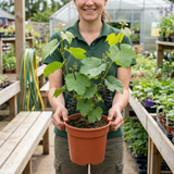1 Grape Vine Plant Vitis Black Hambourg, Hardy Outdoor Garden Ready, 3 Litre Root Ball - Frankton's