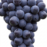 1 Grape Vine Plant Vitis Black Hambourg, Hardy Outdoor Garden Ready, 3 Litre Root Ball - Frankton's