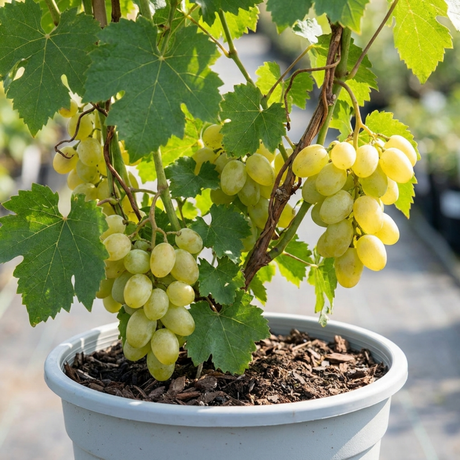 1 Grape Vine Vitis Centennial White Seedless Plant, Hardy Outdoor Garden Ready, 3 Litre Root Ball - Frankton's