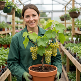 1 Grape Vine Vitis Centennial White Seedless Plant, Hardy Outdoor Garden Ready, 3 Litre Root Ball - Frankton's
