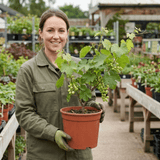 1 Grape Vine Vitis Exalta White Plant, Hardy Outdoor Garden Ready, 3 Litre Root-Ball - Frankton's