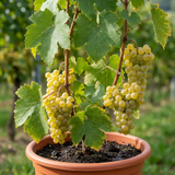 1 Grape Vine Vitis Exalta White Plant, Hardy Outdoor Garden Ready, 3 Litre Root-Ball - Frankton's