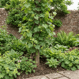 1 Grape Vine Vitis Exalta White Plant, Hardy Outdoor Garden Ready, 3 Litre Root-Ball - Frankton's