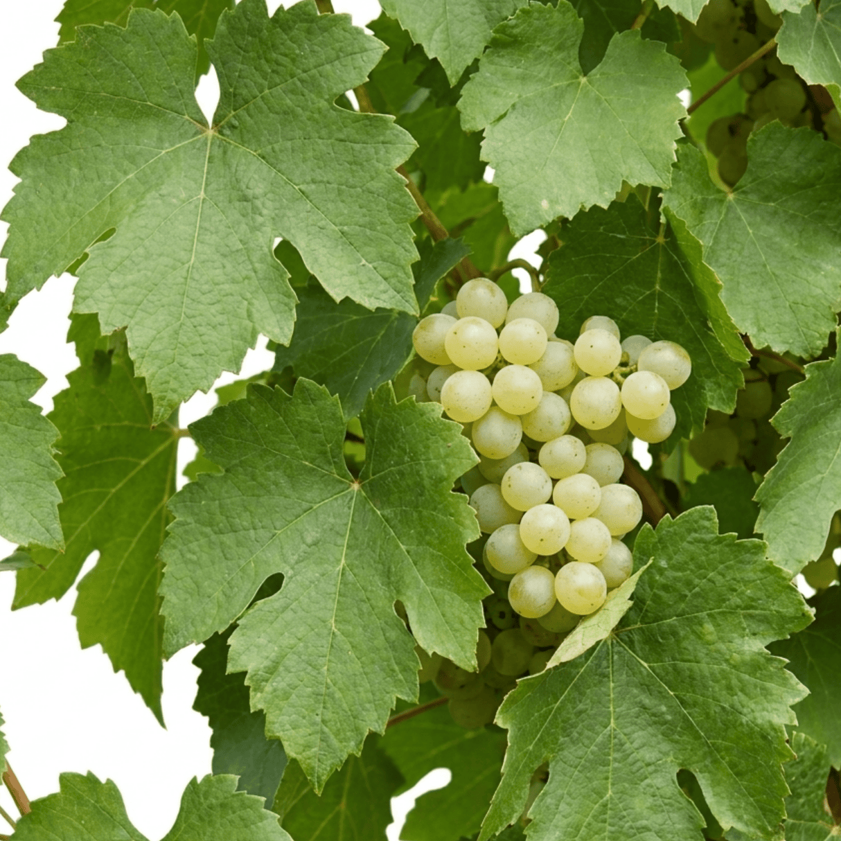 1 Grape Vine Vitis Exalta White Plant, Hardy Outdoor Garden Ready, 3 Litre Root-Ball - Frankton's