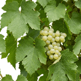1 Grape Vine Vitis Exalta White Plant, Hardy Outdoor Garden Ready, 3 Litre Root-Ball - Frankton's