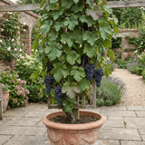 1 Grape Vitis Attiki Black Grapevine Plant, Hardy Outdoor Garden Ready, 3 Litre Root Ball - Frankton's