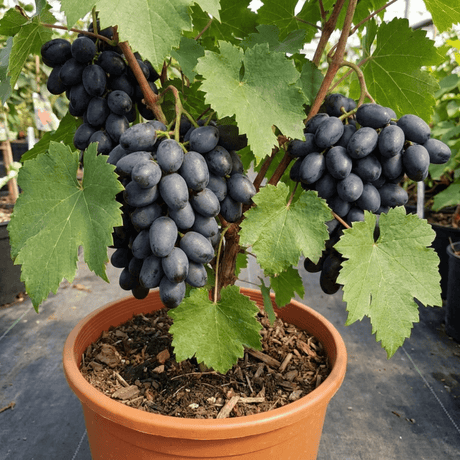 1 Grape Vitis Attiki Black Grapevine Plant, Hardy Outdoor Garden Ready, 3 Litre Root Ball - Frankton's