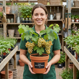 1 Grape Vitis Sulima White Vine Plant, Self Pollinating Hardy Outdoor Garden Ready, 3 Litre Root-Ball - Frankton's