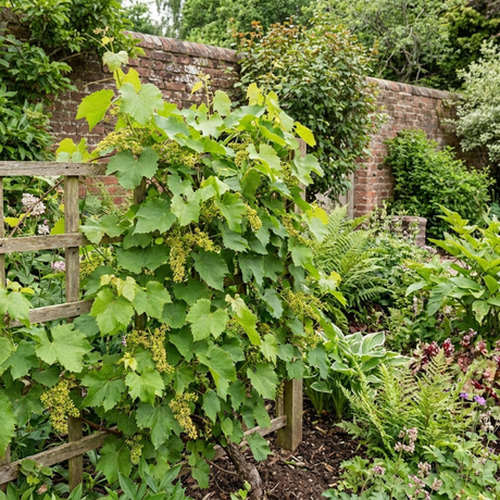 1 Grape Vitis Sulima White Vine Plant, Self Pollinating Hardy Outdoor Garden Ready, 3 Litre Root-Ball - Frankton's