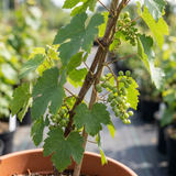 1 Grape Vitis Sulima White Vine Plant, Self Pollinating Hardy Outdoor Garden Ready, 3 Litre Root-Ball - Frankton's