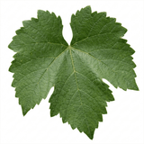 1 Grape Vitis Sulima White Vine Plant, Self Pollinating Hardy Outdoor Garden Ready, 3 Litre Root-Ball - Frankton's