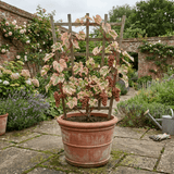 1 Grape Vitis Supernova Pink Plant, Outdoor Hardy Grape Vine for Garden, 3 Litre Root-Ball - Frankton's