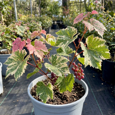 1 Grape Vitis Supernova Pink Plant, Outdoor Hardy Grape Vine for Garden, 3 Litre Root-Ball - Frankton's