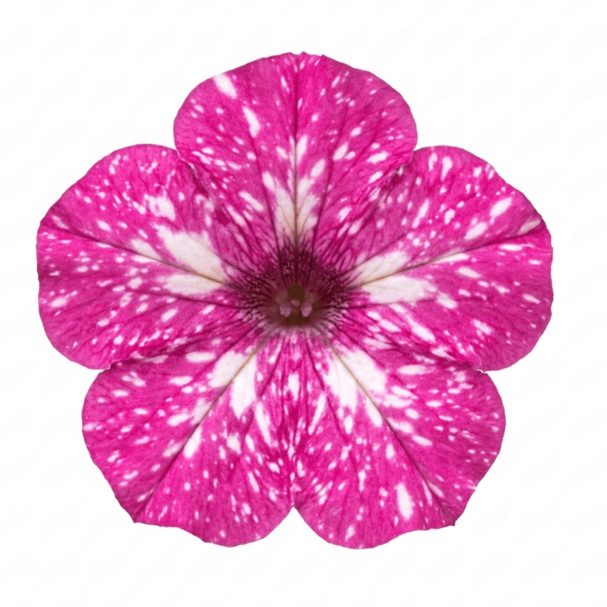 1 Grape Vitis Supernova Pink Plant, Outdoor Hardy Grape Vine for Garden, 3 Litre Root-Ball - Frankton's