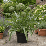1 Green Globe Artichoke Live Plant, Hardy Perennial Vegetable, Outdoor Garden Ready, 2Ltr Root Ball - Frankton's