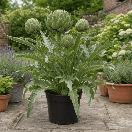 1 Green Globe Artichoke Live Plant, Hardy Perennial Vegetable, Outdoor Garden Ready, 2Ltr Root Ball - Frankton's