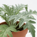 1 Green Globe Artichoke Live Plant, Hardy Perennial Vegetable, Outdoor Garden Ready, 2Ltr Root Ball - Frankton's